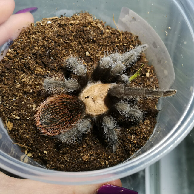 Tarantula Brachypelma albiceps 'Mexican White Headed'