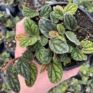 Live Plant Polynesian Ivy, Pellionia pulchra 4"