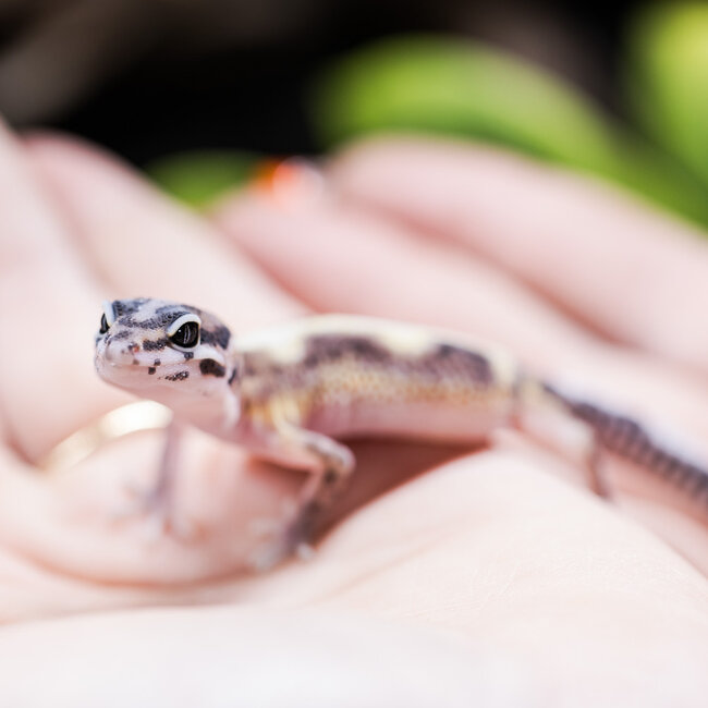 Bold Gem Snow Leopard Gecko