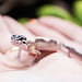 Bold Gem Snow Leopard Gecko