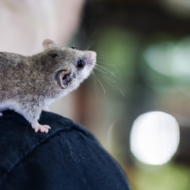 Mammal Micro Squirrel, African Pygmy Dormice