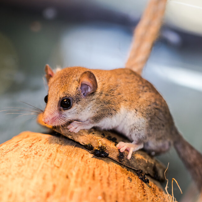Mammal Micro Squirrel, African Pygmy Dormice
