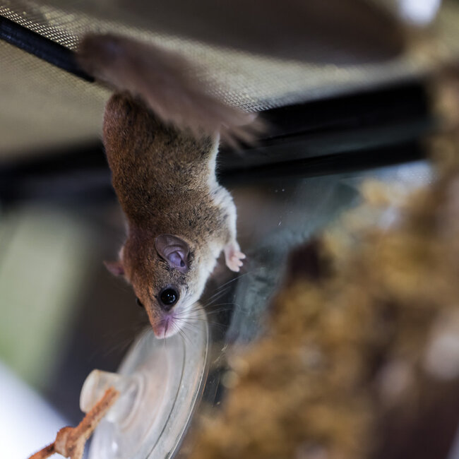 Mammal Micro Squirrel, African Pygmy Dormice