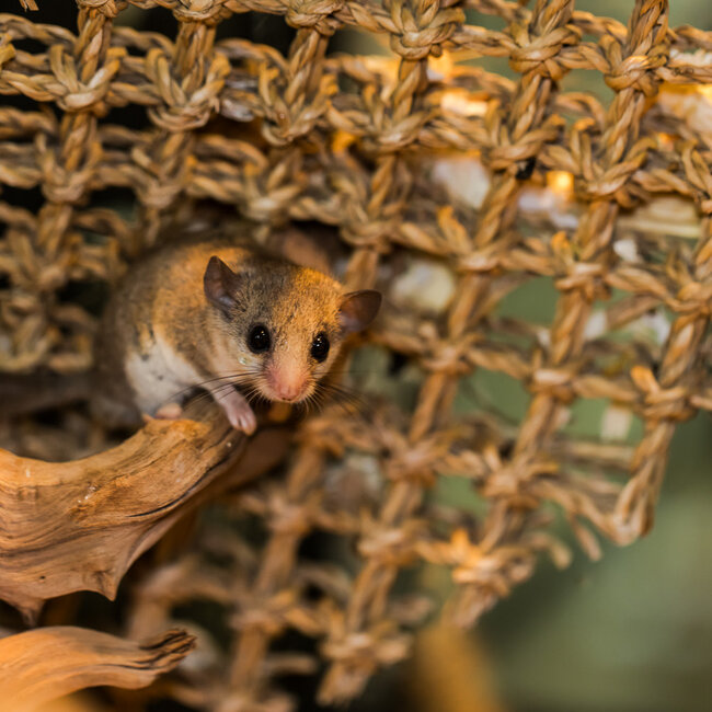 Mammal Micro Squirrel, African Pygmy Dormice