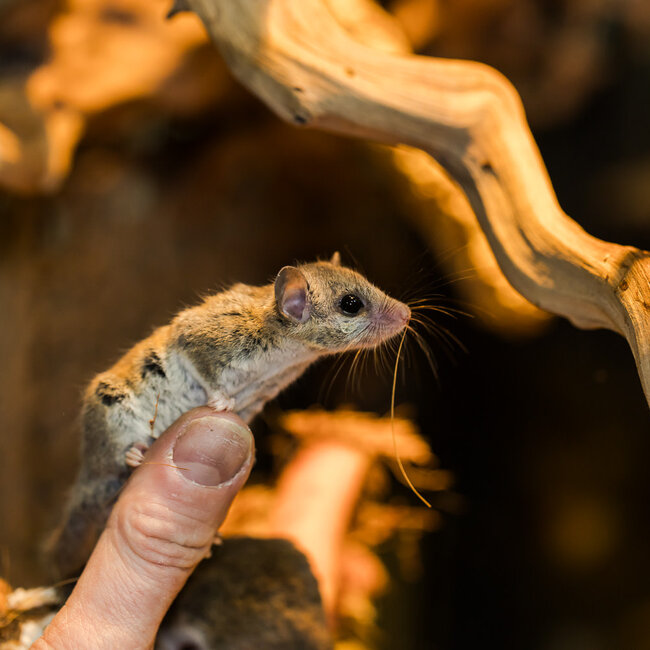 Mammal Micro Squirrel, African Pygmy Dormice