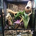 Roonami Custom Habitat Kit 18x18x24" ReptiZoo Terrarium
