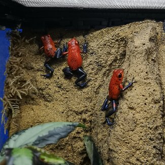 Dart Frog Strawberry Dart Frog (Oopaga pumilio)