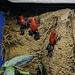 Dart Frog Strawberry Dart Frog (Oopaga pumilio)
