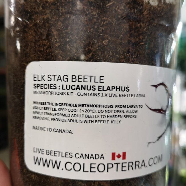 Elk Stag Beetle, Lucanus elaphus larva metamorphosis kit