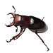 Reddish Brown Stag Beetle, larva kit Lucanus capreolus