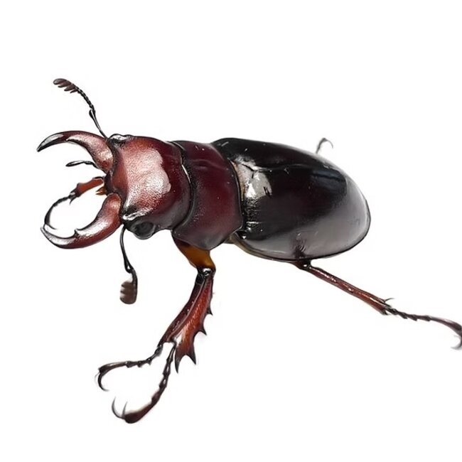 Reddish Brown Stag Beetle, larva kit Lucanus capreolus