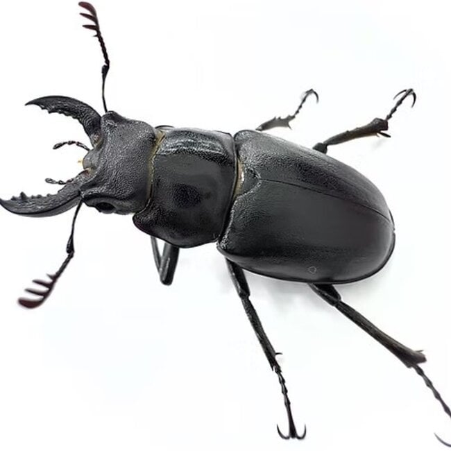 Smooth Stag Beetle, larva kit Lucanus placidus
