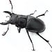 Smooth Stag Beetle, larva kit Lucanus placidus
