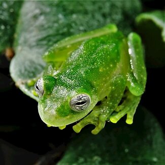 Powdered Glass Frog Teratohyla pulverata
