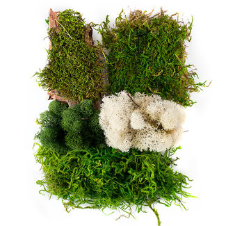 Moss Mix Delaware 2oz Bag