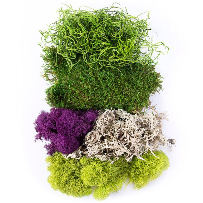 SuperMOss Best Sellers Moss Mix (sizes)