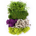 SuperMOss Best Sellers Moss Mix (sizes)