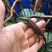 Olive Tree Skink, Dasia olivacea