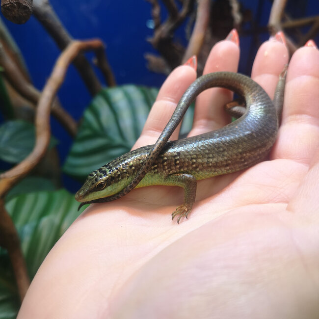Olive Tree Skink, Dasia olivacea