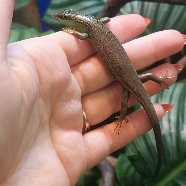 Olive Tree Skink, Dasia olivacea