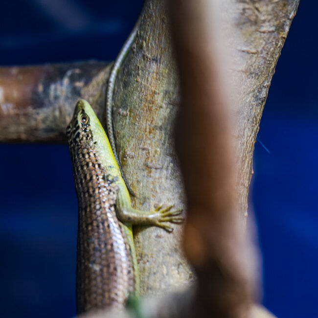 Olive Tree Skink, Dasia olivacea