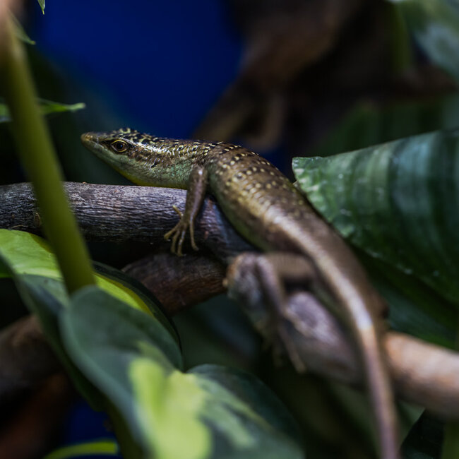 Olive Tree Skink, Dasia olivacea