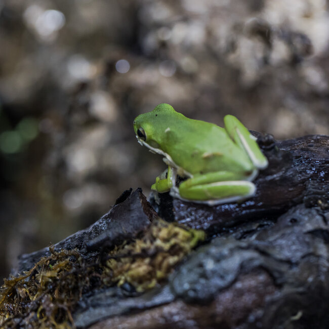 Tree Frog Green Tree Frog