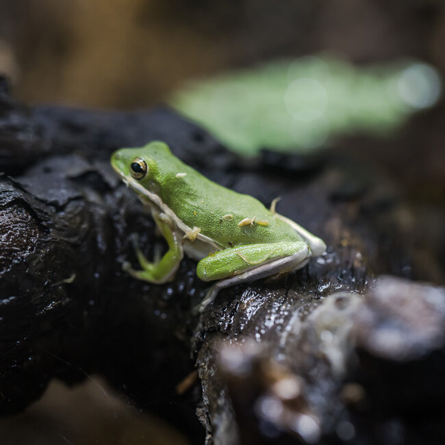 Tree Frog Green Tree Frog