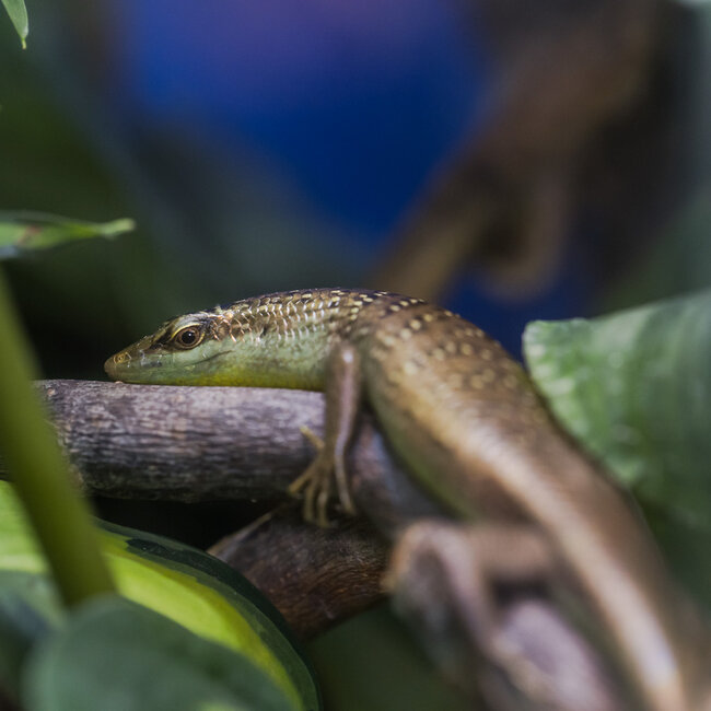 Olive Tree Skink, Dasia olivacea