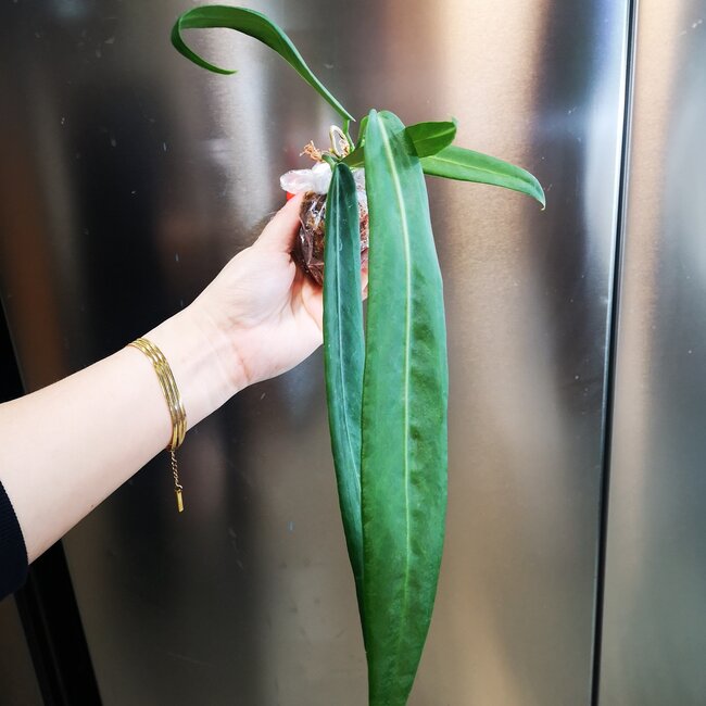 Live Plant Anthurium pallidiflorum 15"