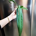 Live Plant Anthurium pallidiflorum 15"