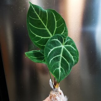Live Plant Anthurium magnificum