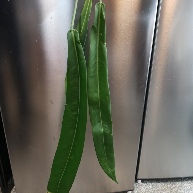 Live Plant Anthurium pallidiflorum 30"+