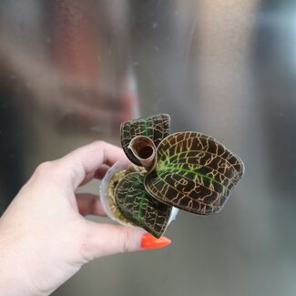 Live Plant Dossinia marmorata 'Titan', Jewel Orchid