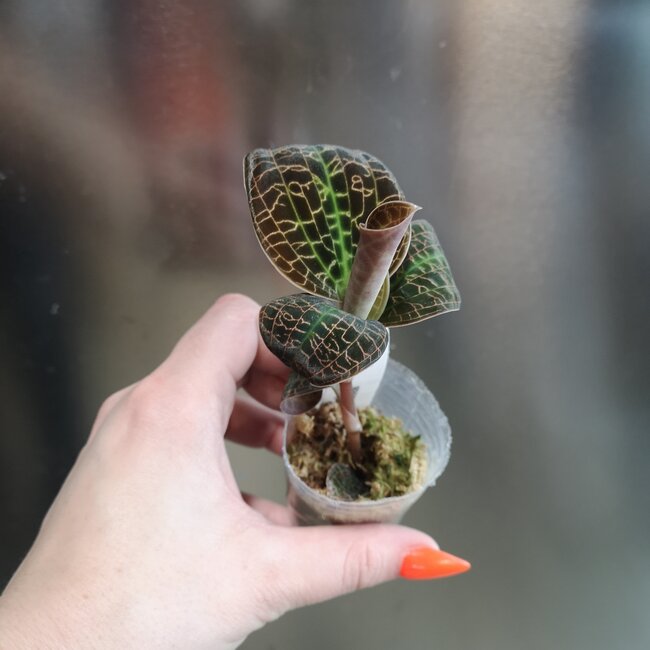 Live Plant Dossinia marmorata 'Titan', Jewel Orchid