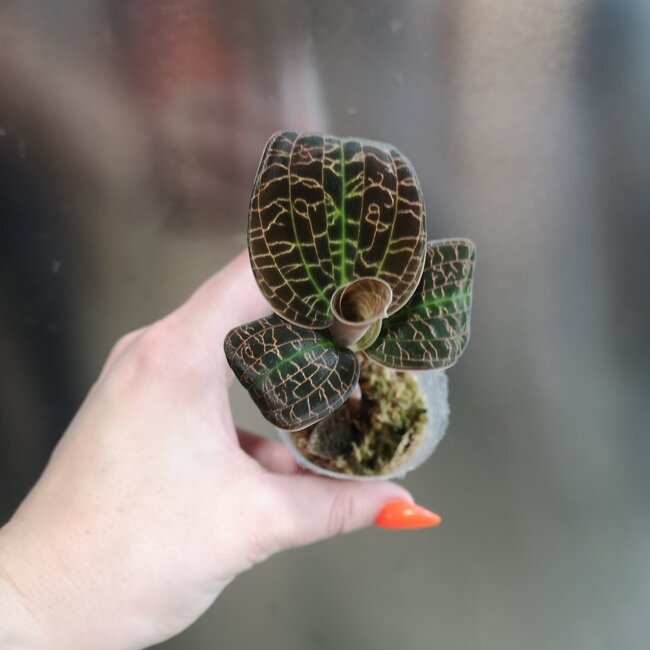 Live Plant Dossinia marmorata 'Titan', Jewel Orchid