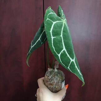 Live Plant Anthurium crystallinum
