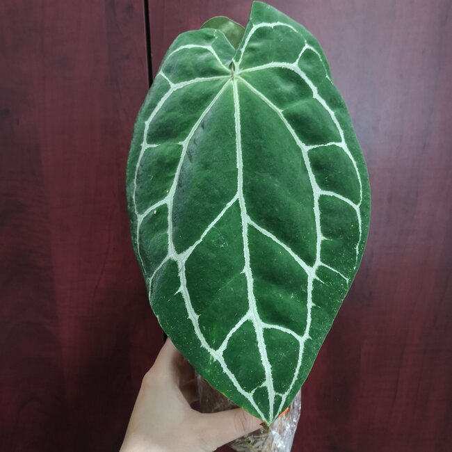 Live Plant Anthurium crystallinum