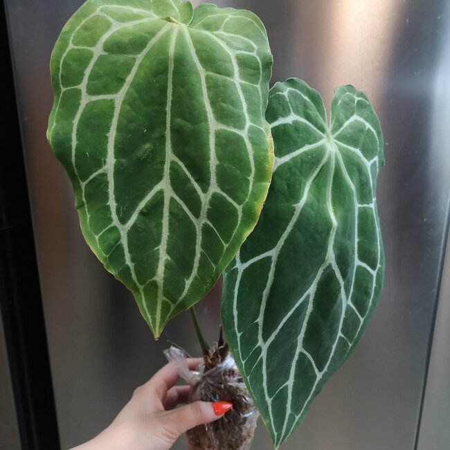 Live Plant Anthurium crystallinum