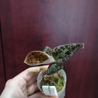 Live Plant Dossinia marmorata Jewel Orchid