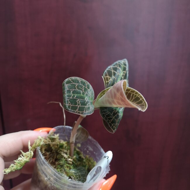 Live Plant Dossinia marmorata Jewel Orchid