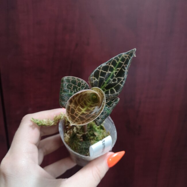 Live Plant Dossinia marmorata Jewel Orchid