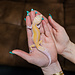 Tremper Cipher Leopard Gecko Female