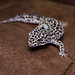 Melanistic Mack Snow het Tremper Leopard Gecko Male