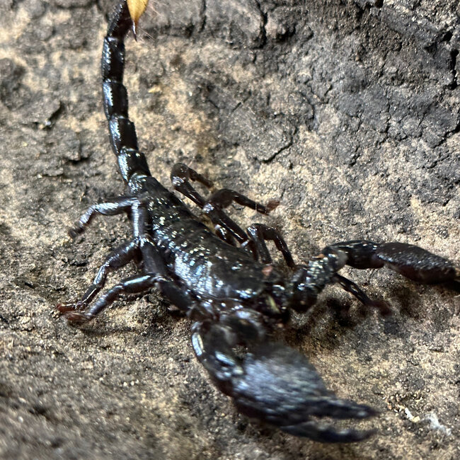 Emperor Scorpion Adult, Pandinus imperator