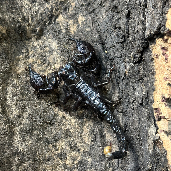 Emperor Scorpion Adult, Pandinus imperator