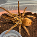 Tarantula Female 4" Cuban Gold Bird Eater Phormictopus auratus Tarantula