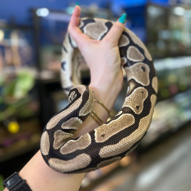 Ball Python Male SP