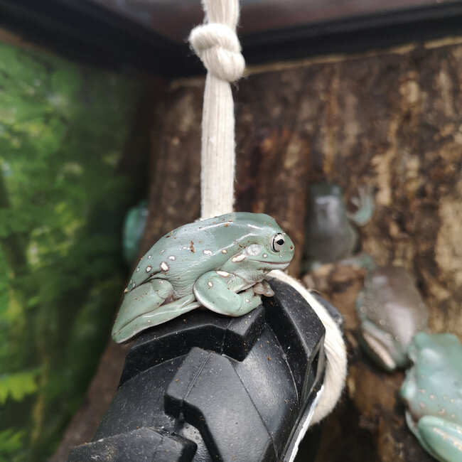Snowflake White's Tree Frog