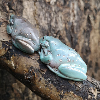 Snowflake White's Tree Frog